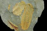 Protolenus Trilobite Molts With Pos/Neg - Tinjdad, Morocco #141876-2